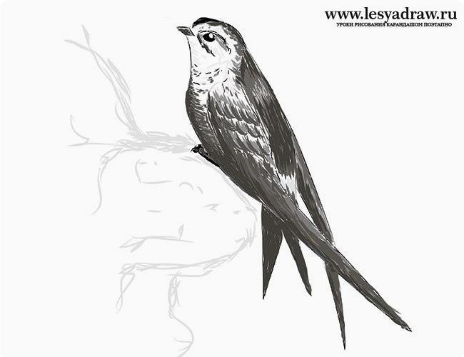 Рисунок стрижа 4 класс