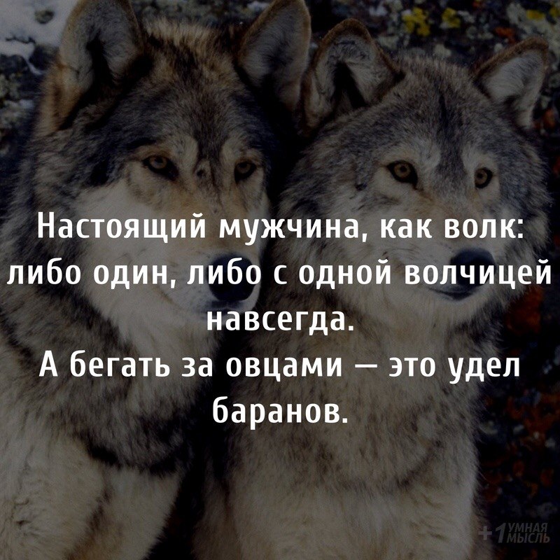 Животные ценность жизни. Статусы про Волков. Цитаты волка. Статусы с волками. Красивые статусы с волками.