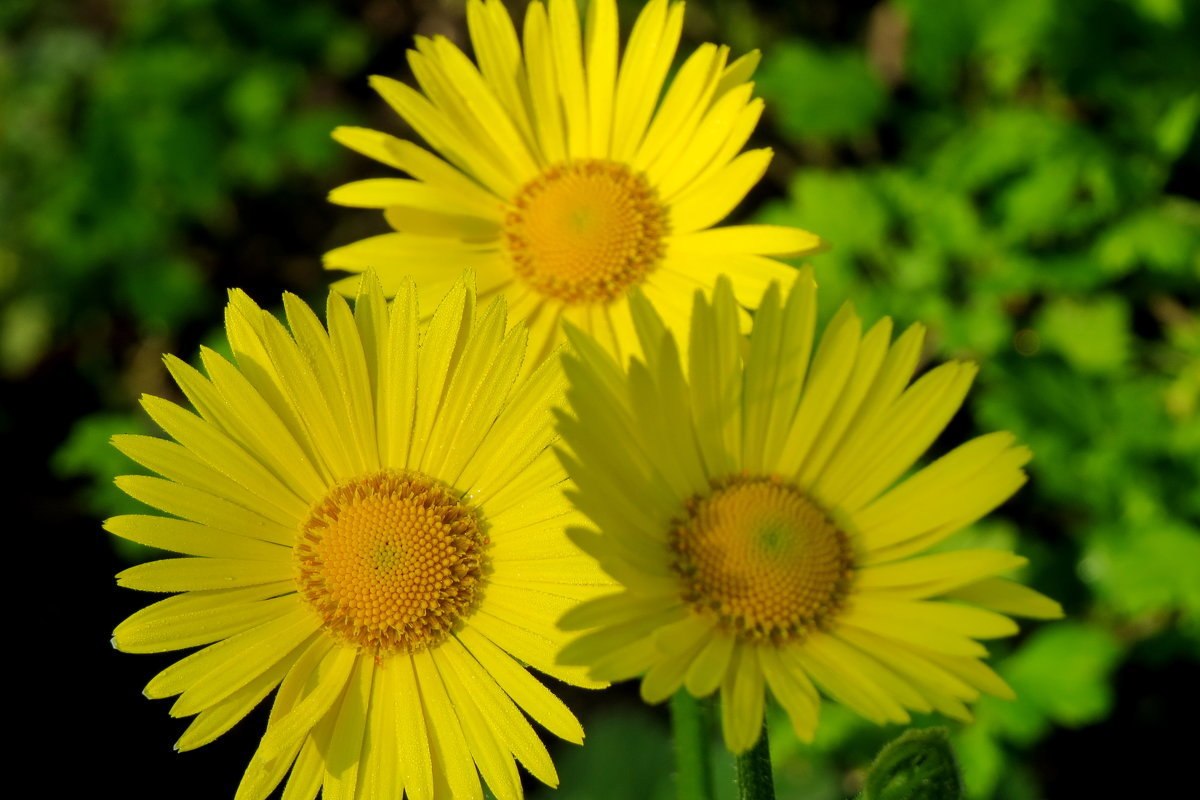 Желтые цветочки как ромашка. Ромашка желтая многолетняя садовая. Дороникум, маргаритка многолетняя. Дороникум. Желтый дороникум.