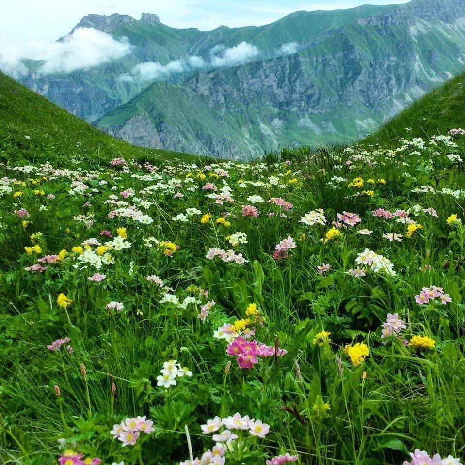 Цветок алания фото