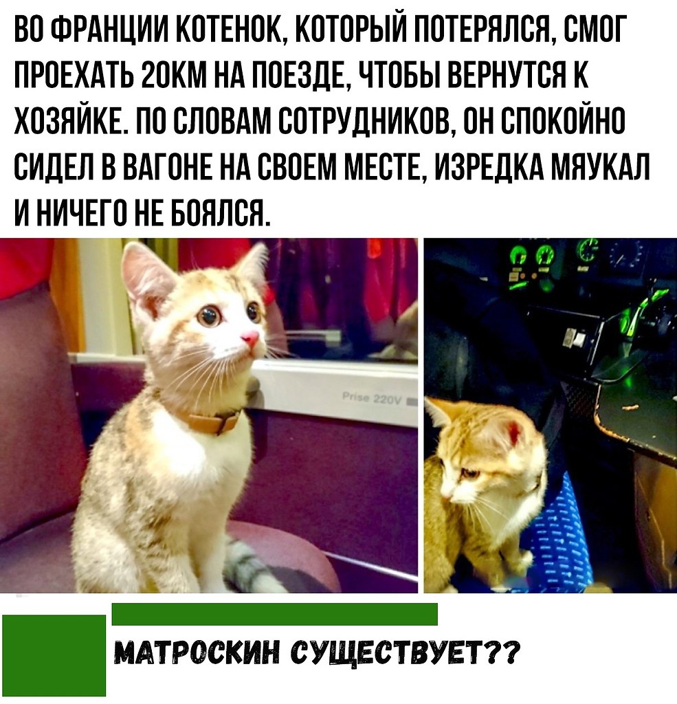 Леша котик по французски