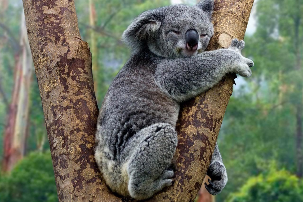 Картинка коала на эвкалипте