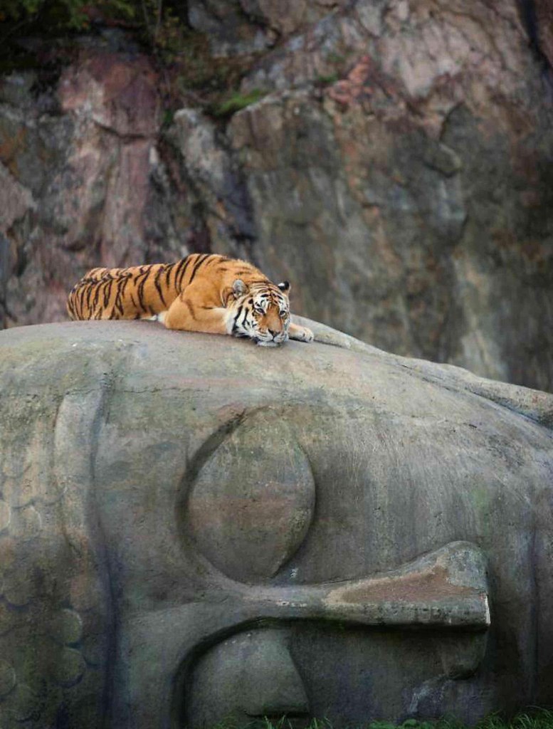 Спящий тигр