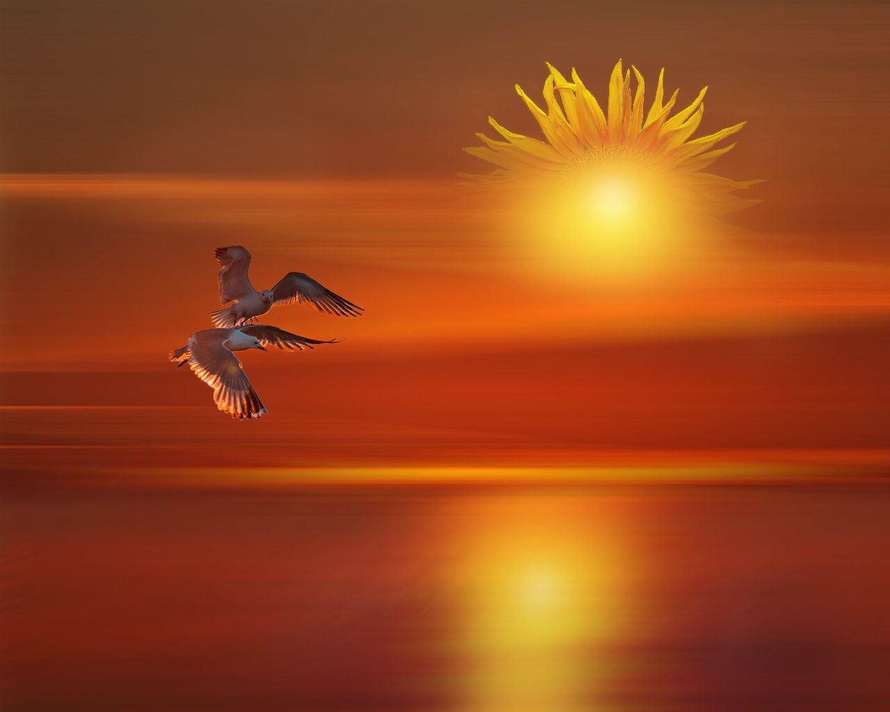 птица солнце картинки