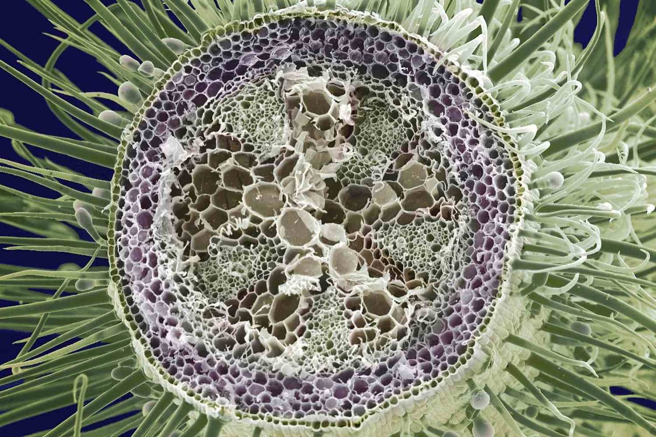 строение раст клетки под микроскопом фото 86