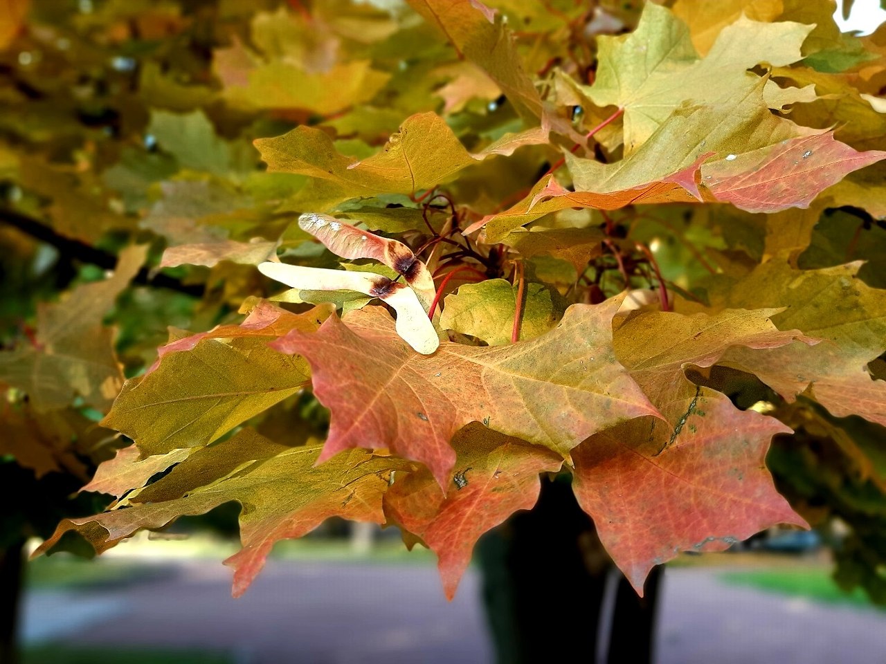 Листья осенью кружатся, тихим шорохом ложатся,