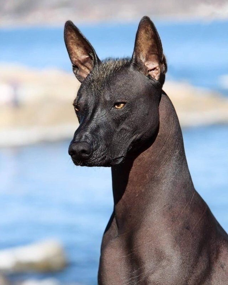 Египетская Собака Серая