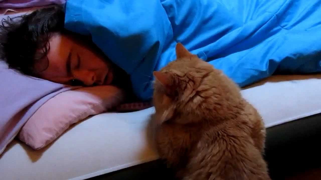 Кот будит кота