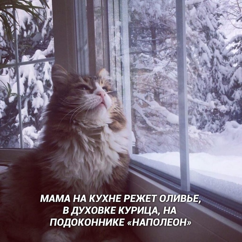 Кот у зимнего окна