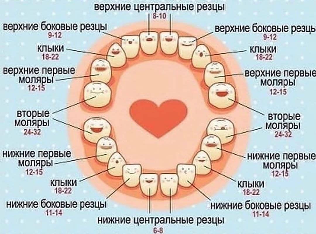 Зубы у детей порядок прорезывания коренных зубов