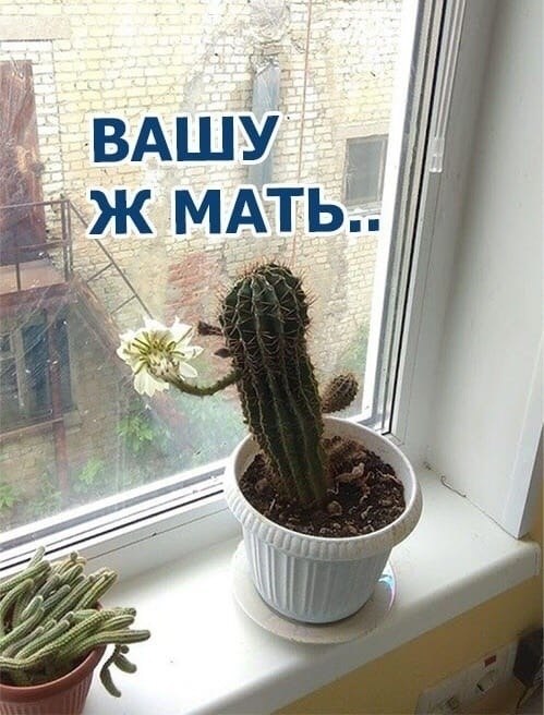 Мем кактус фото