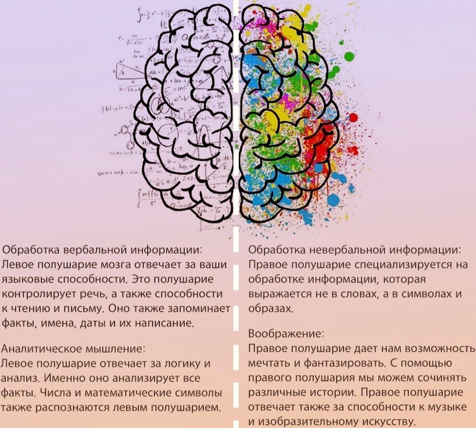 Творчество полушарие. Правое и левое полушарие мозга за что отвечают. За что отвечают полушария головного мозга человека левое и правое. Развитые полушария мозга. Головной мозг левое и правое полушарие.