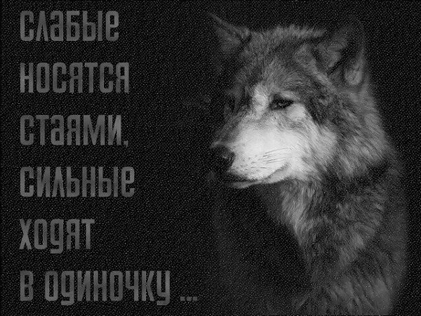 Волк одиночка картинка прикол
