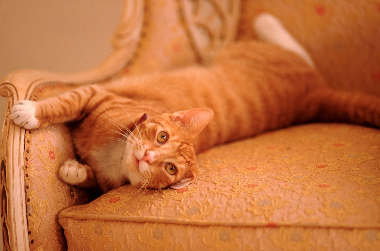 Рыжий кот на диване