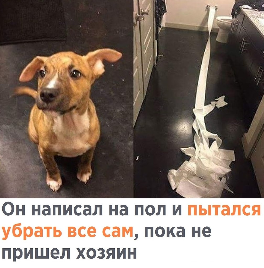 Айда прикол фото