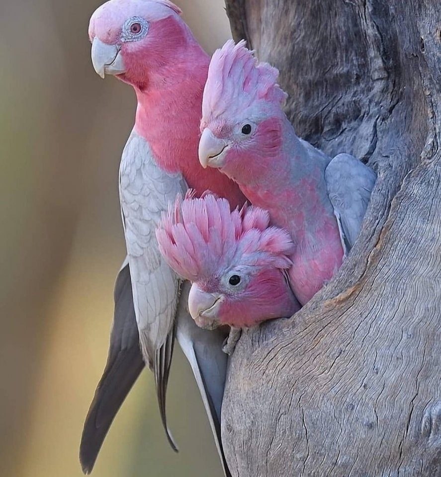 Животные розового цвета фото и название