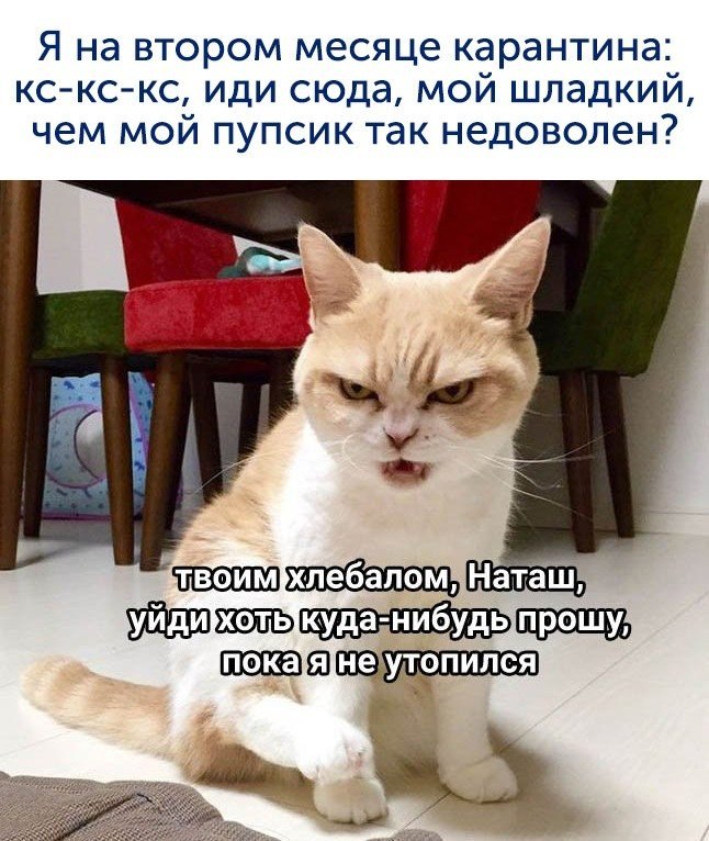 Никому не здрасьте картинка недовольная