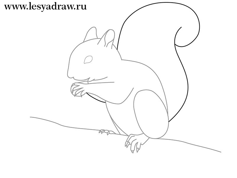 Рисунок белочка простой