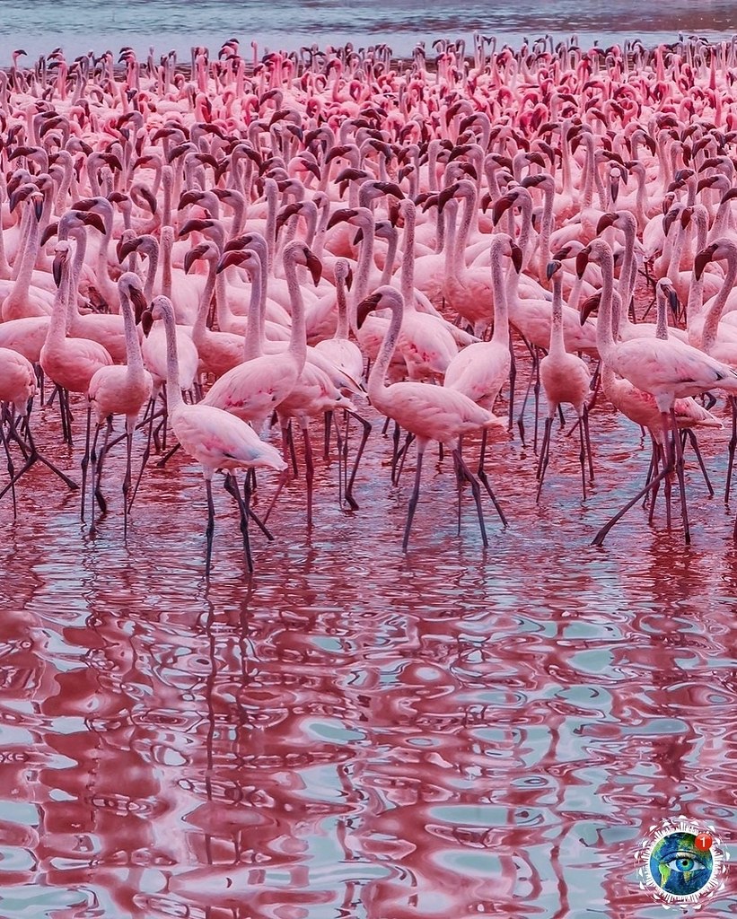Фламинго в Кении