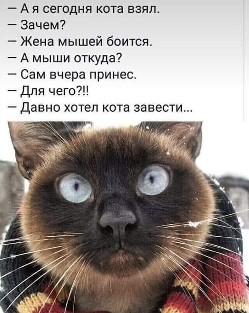 Возьмите кота