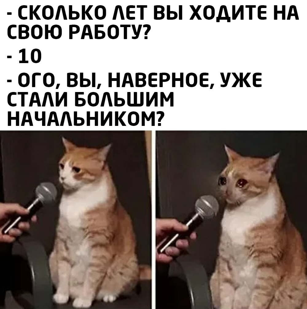 Видимо много. Вы наверное уже большой начальник. Как вам тут работается. Мем во сколько ты встаешь. Кот на заводе вы наверное уже начальник.