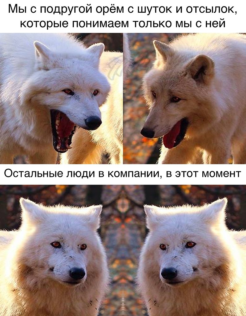 Мемы с тремя волками