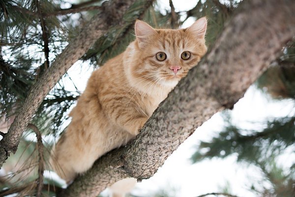 Как снять кота с балкона