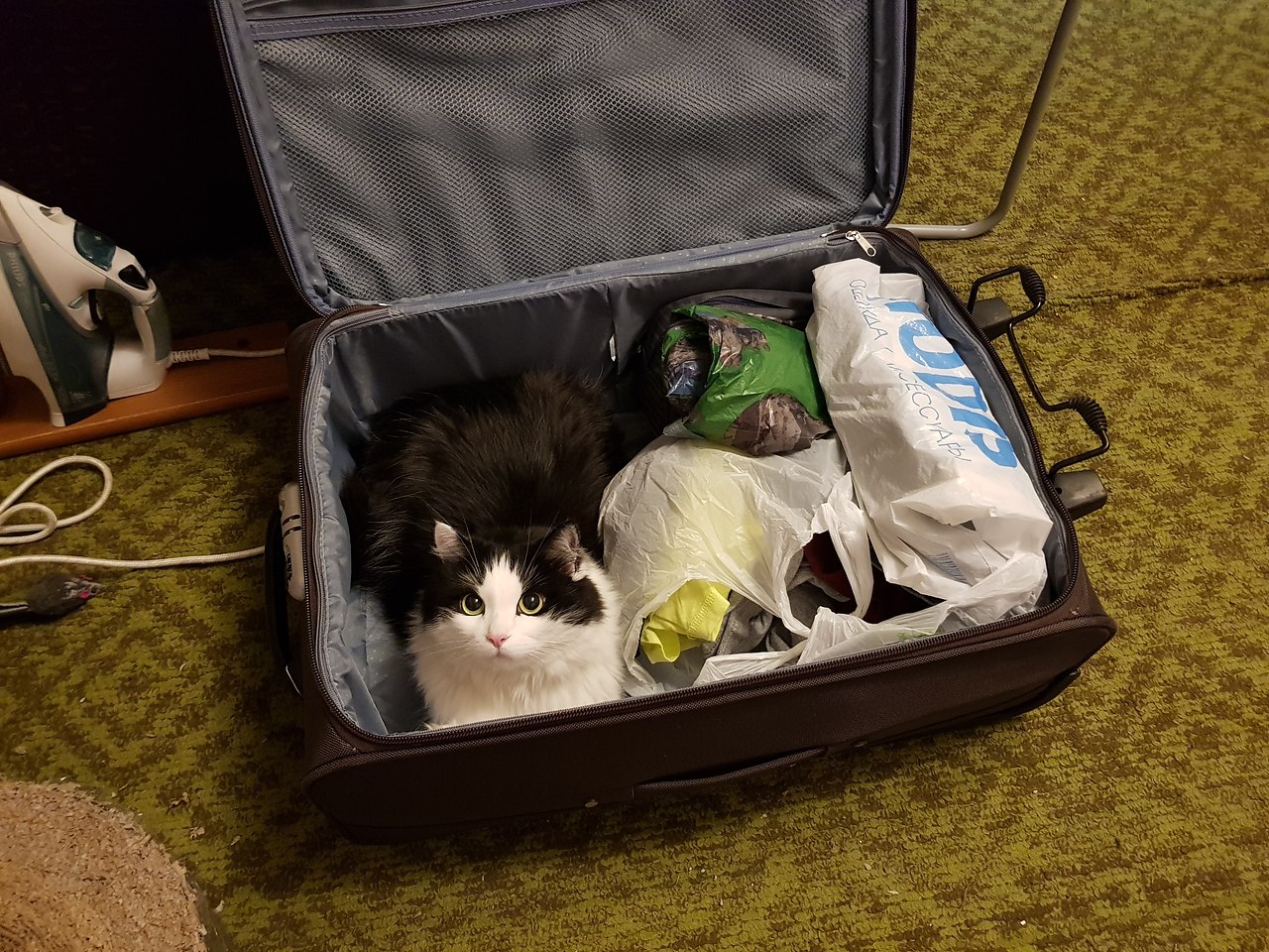 Кошачий чемодан