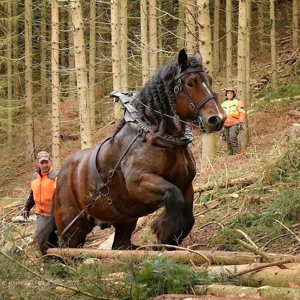 Голландская Ломовая лошадь