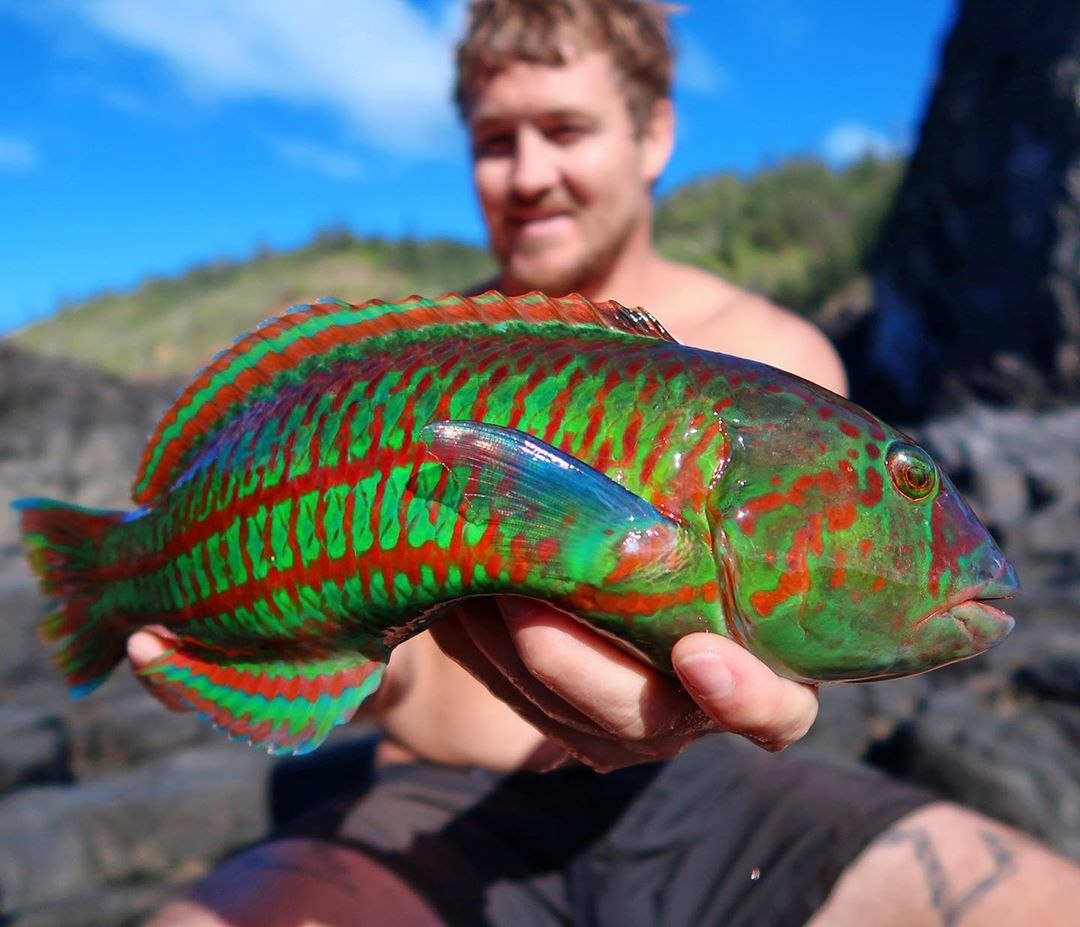 Самая разноцветная рыба
