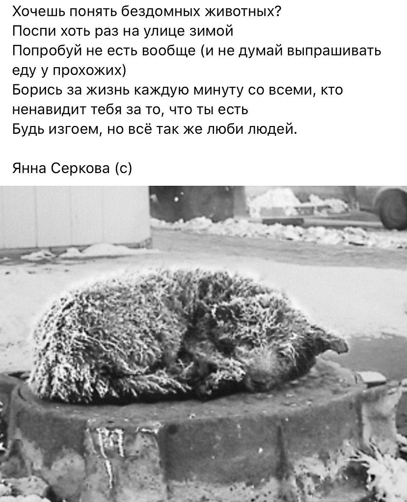 Бездомные животные на морозе