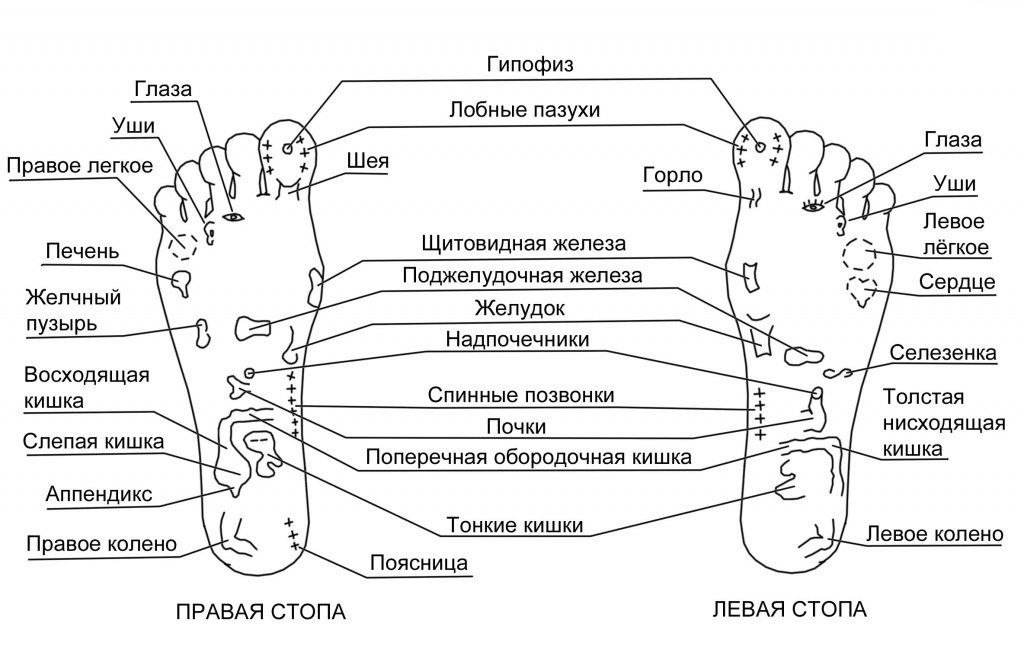 Нервные окончания в стопе человека схема - 83 фото