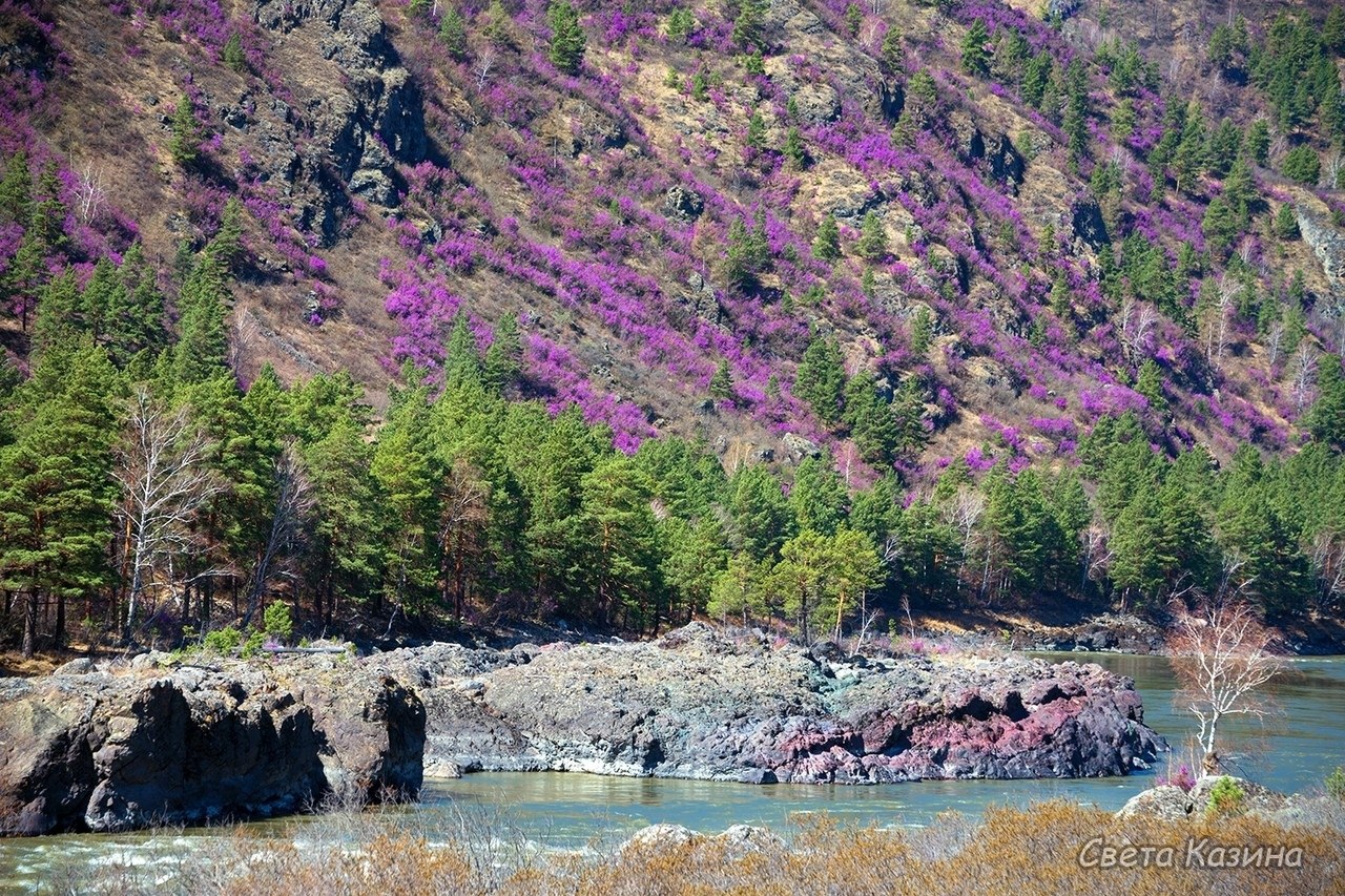 Цветение маральника Алтай акварель
