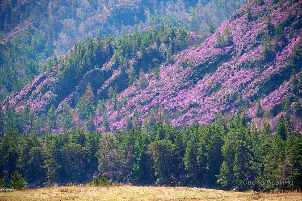 Багульник на алтае фото