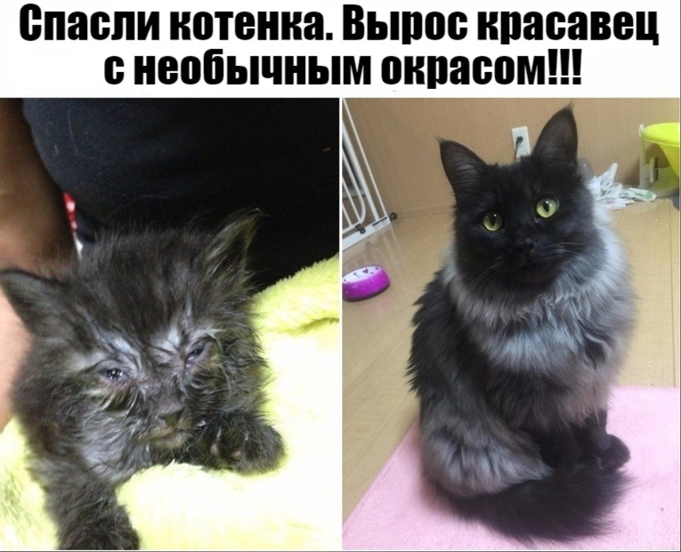 Подобранный кот. Черный кот до и после. Забрать котенка с улицы. Котенок до хозяина и после картинки. Подобрали котенка с улицы и он вырос.