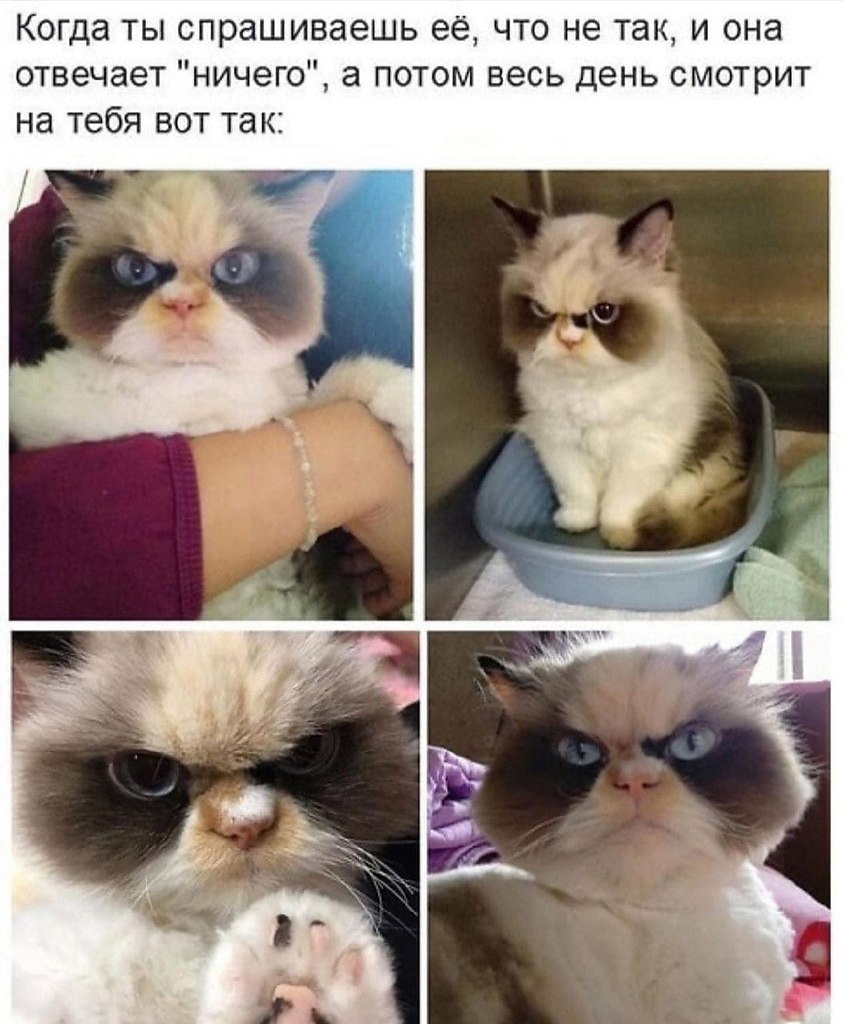 Коты мемы 2021