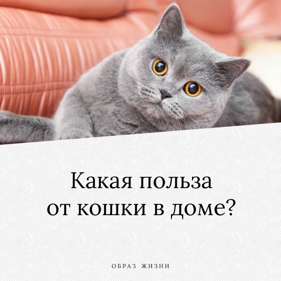 кошки полезные для человека. какая польза от кошек. какую пользу приносят кошки. кошки полезны для здоровья. какая польза от котов.