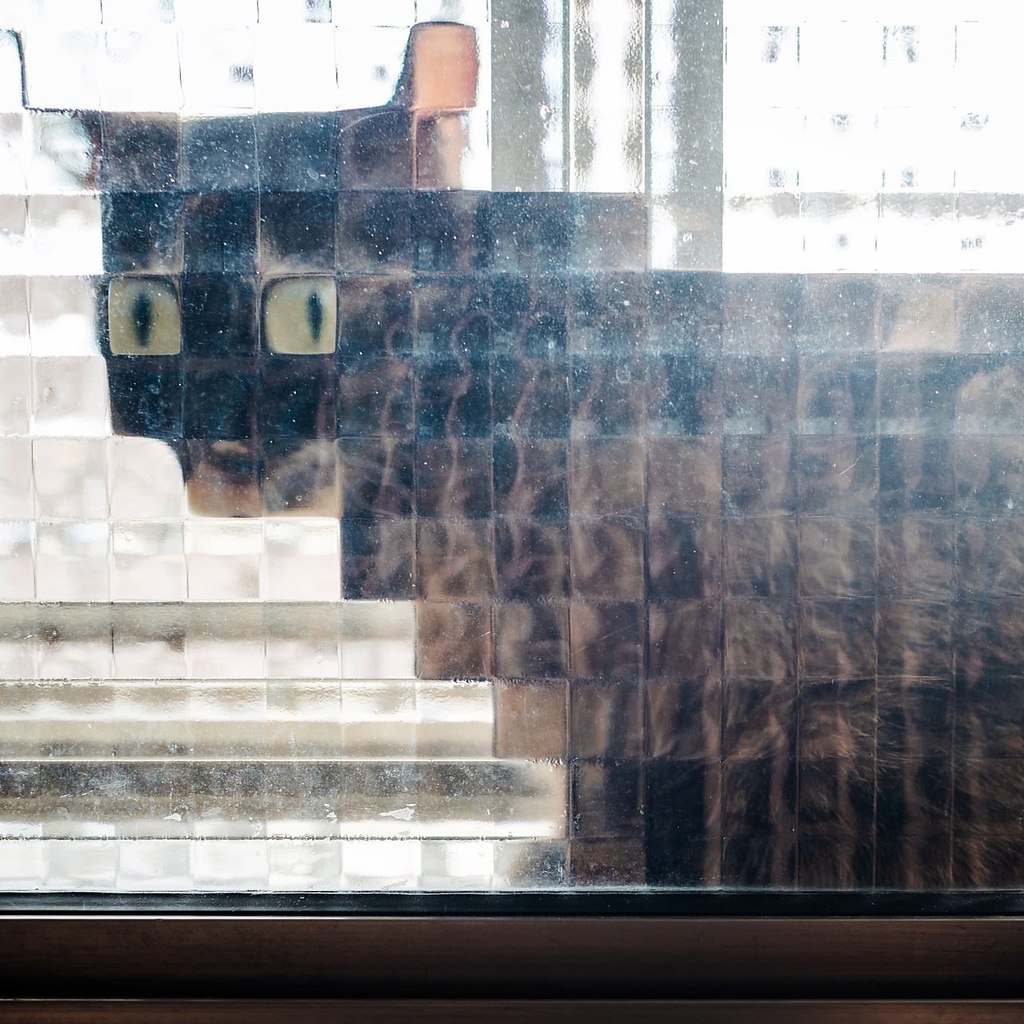 Котик за стеклом