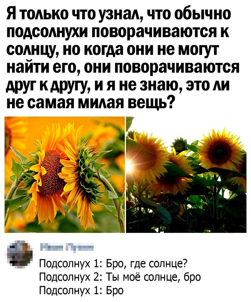 Цитаты про Подсолнухи