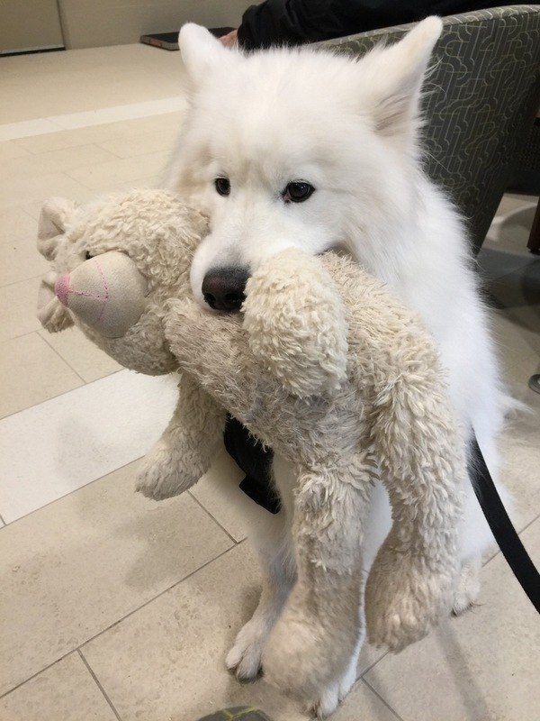 Собака пришла. Собака и его любимая игрушка. Pupper Pulee. Картинки которые разозлят собаку. Brave Dog pic.