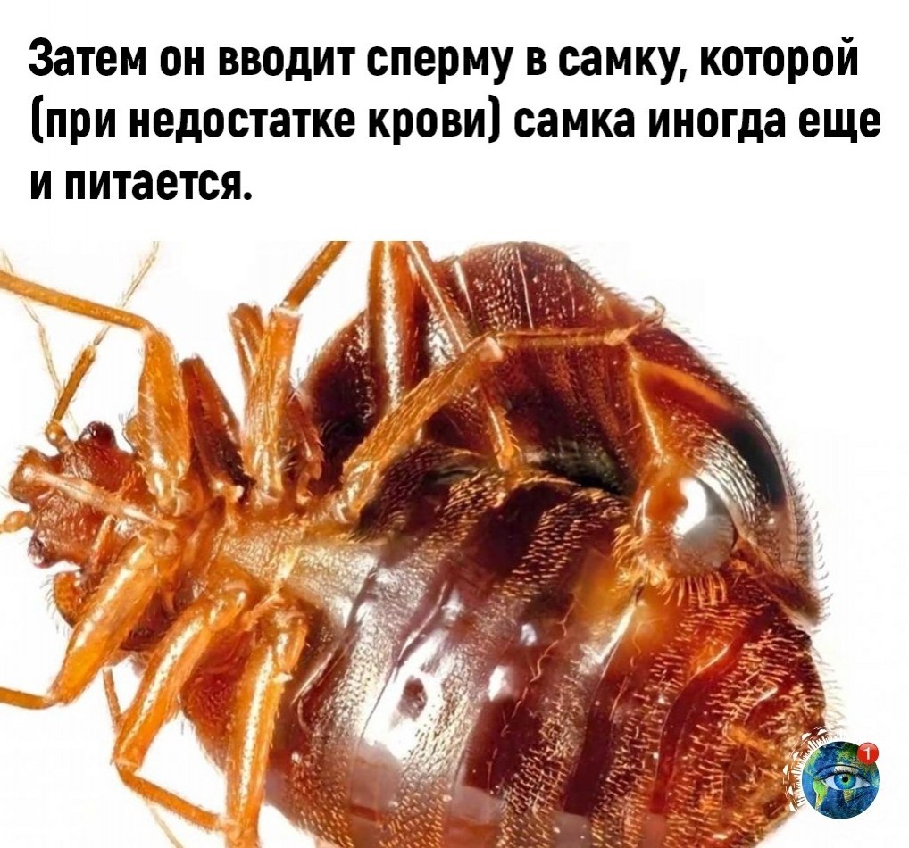 Постельный клоп самка и самец. Постельный клоп (Cimex lectularius). Клоп постельный брюшко. Самец клопа постельного. Постельный клоп Cimex lectularius (личинки, нимфы).