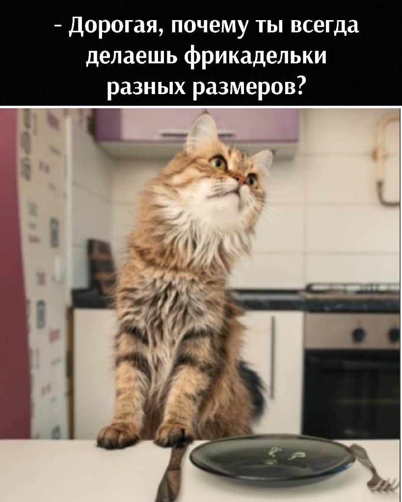 Без кота