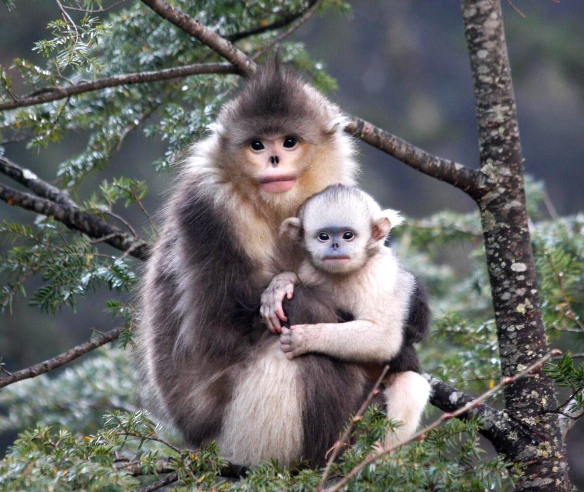 Тонкинский ринопитек (Rhinopithecus avunculus)