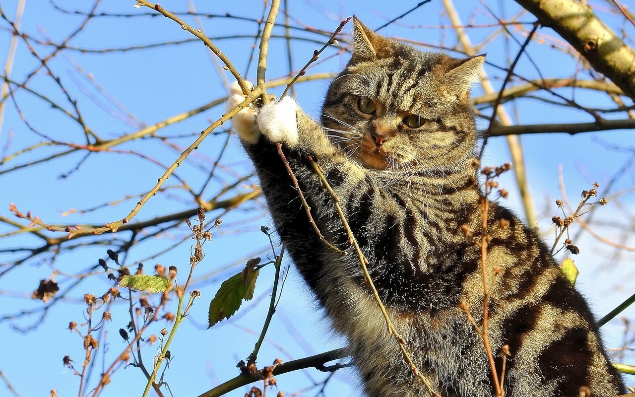 Кот на дереве