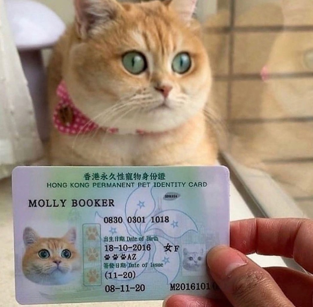 Паспорт кота