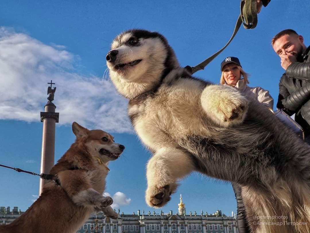 санкт петербург собаки