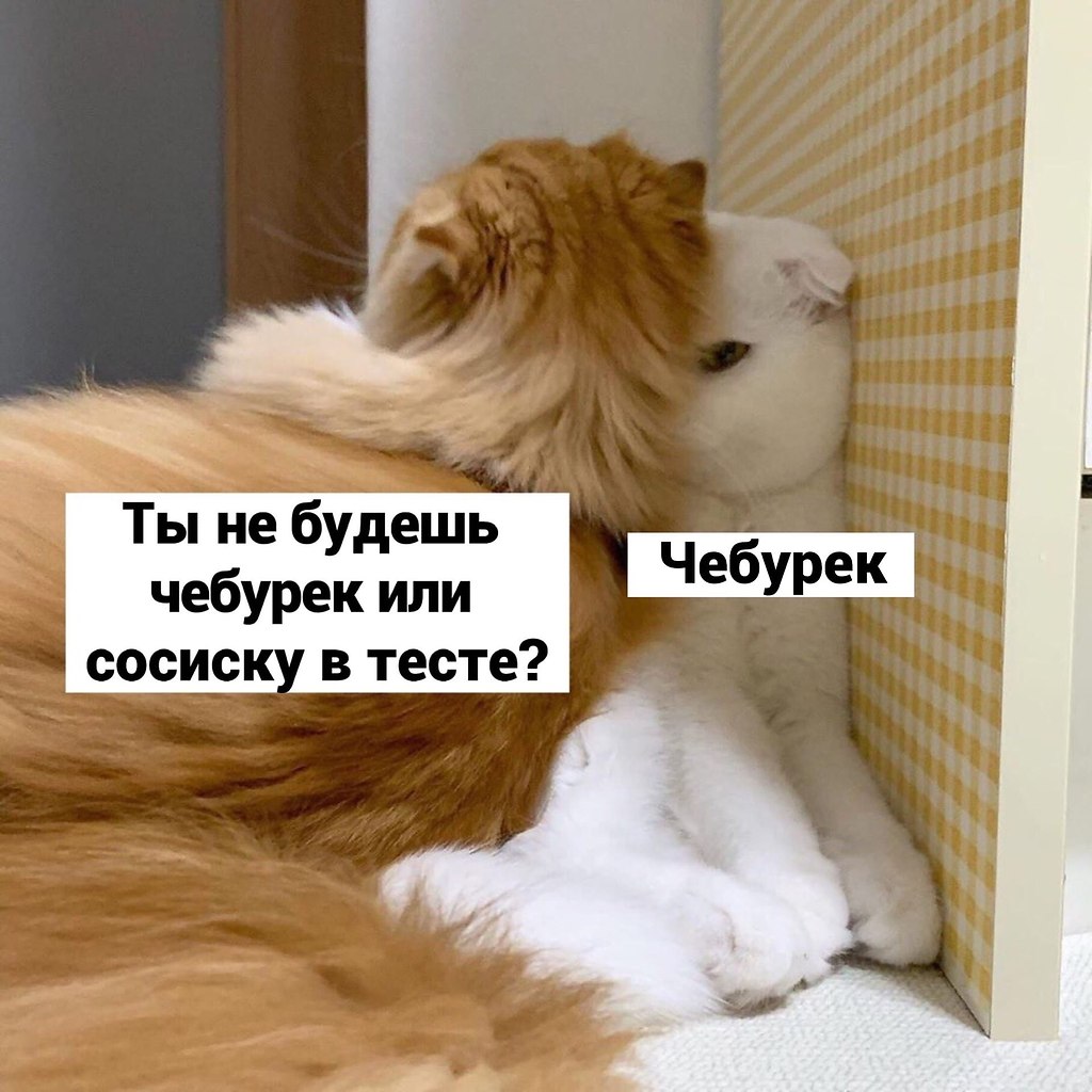 Кот с чебуреком. Мем кот с чебуреком. Ты не будешь чебурек или сосиску. Ты не будешь один чебурек или два. Мемы с котами про отношения.