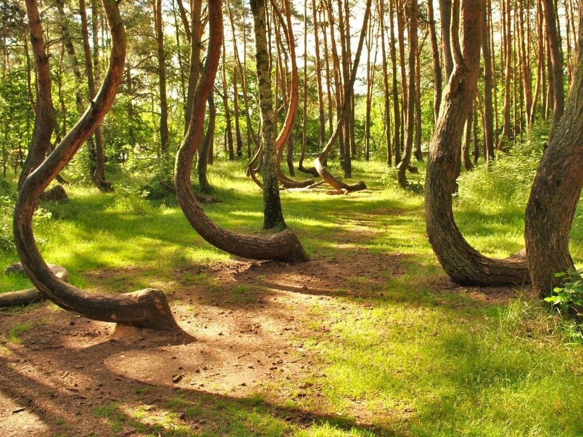 Кривой лес Грыфино Польша