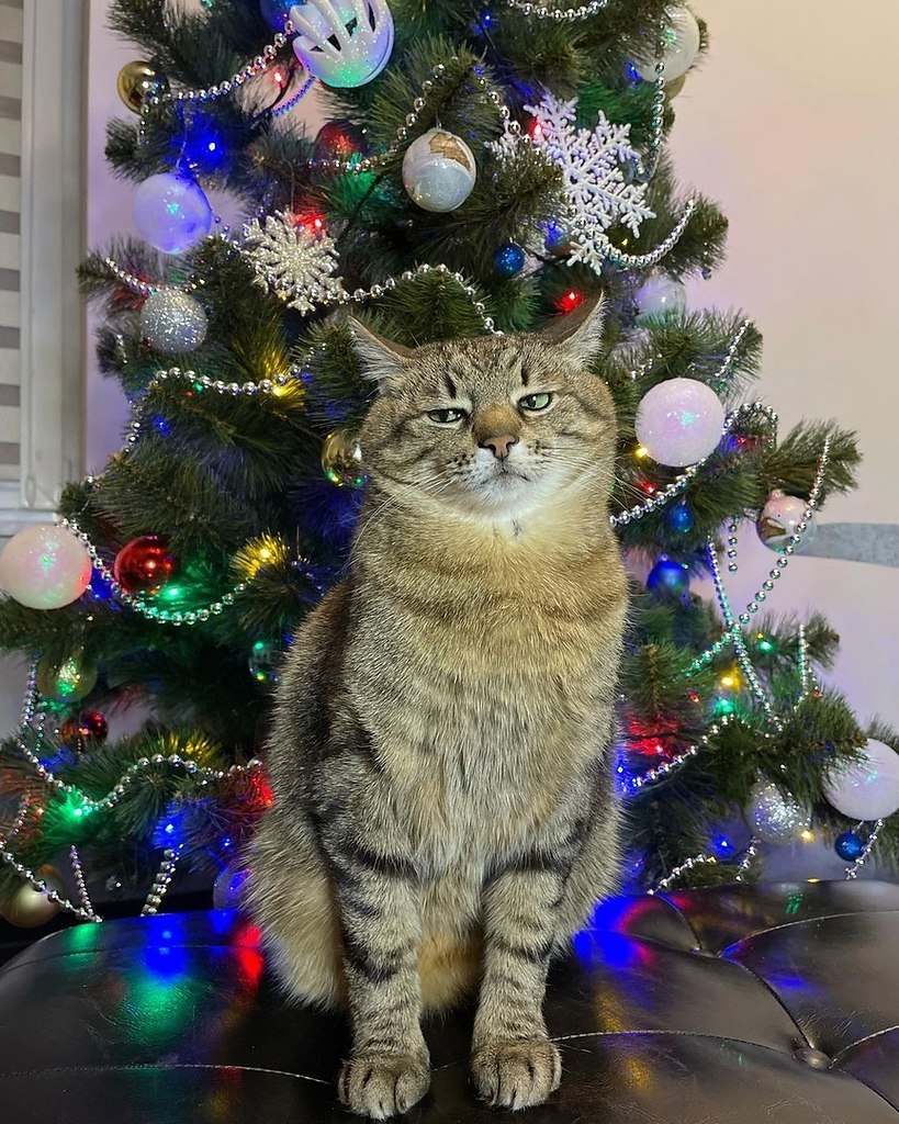 Кот Степан новый год