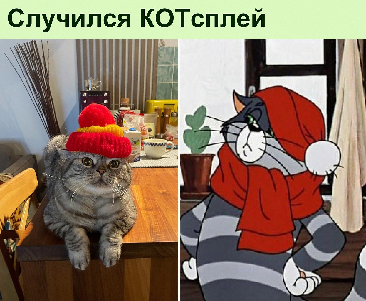 Был бы у меня такой кот